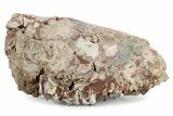 Fossil Oreodont (Merycoidodon) Partial Upper Skull - South Dakota #285669-3